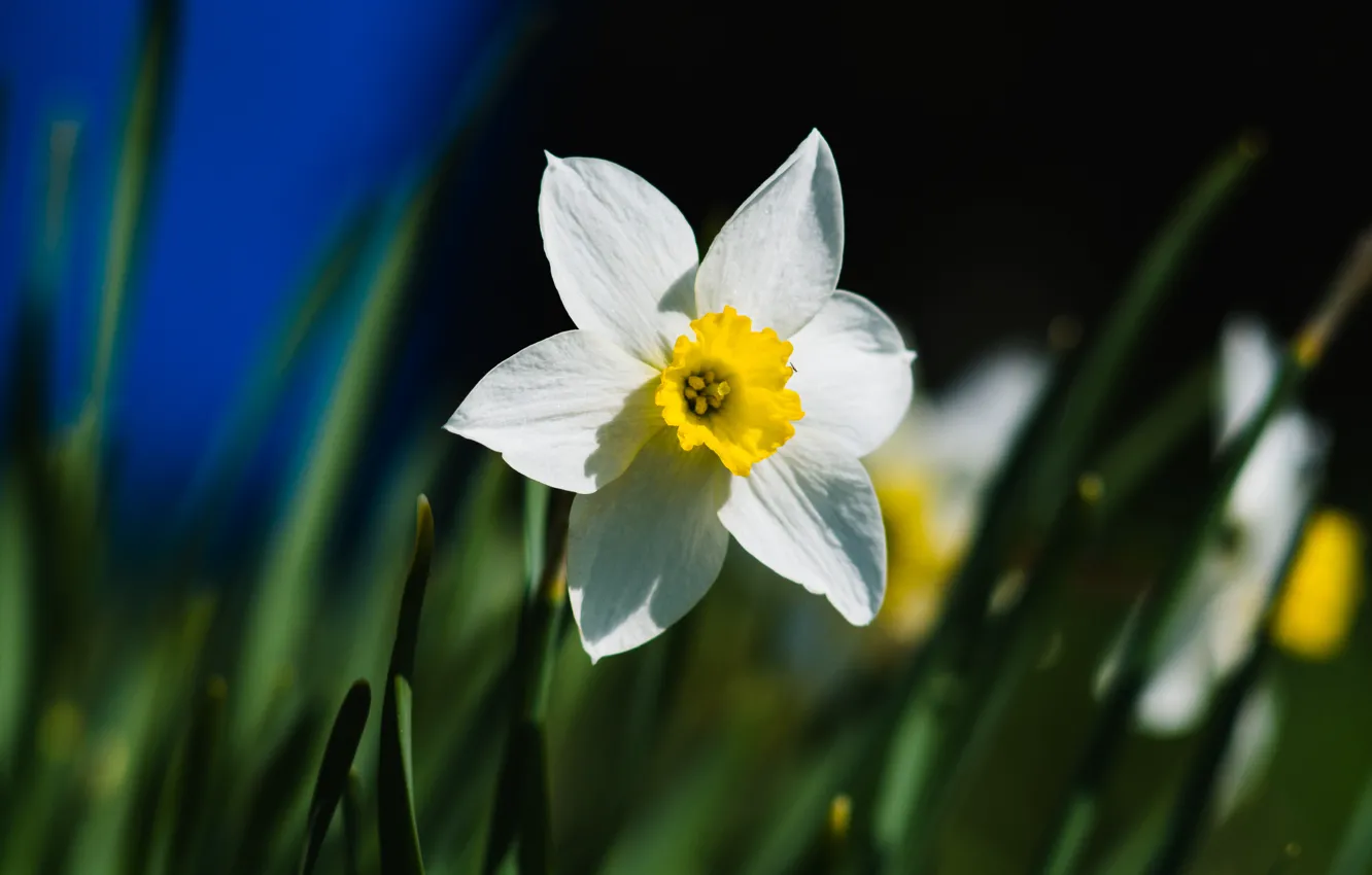Photo wallpaper flowers, spring, daffodils