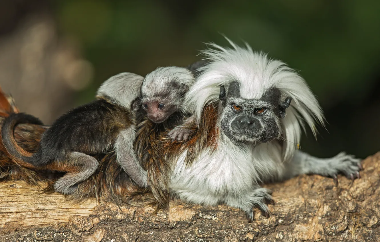 Photo wallpaper monkey, log, cub, monkey, mom, piebald tamarin