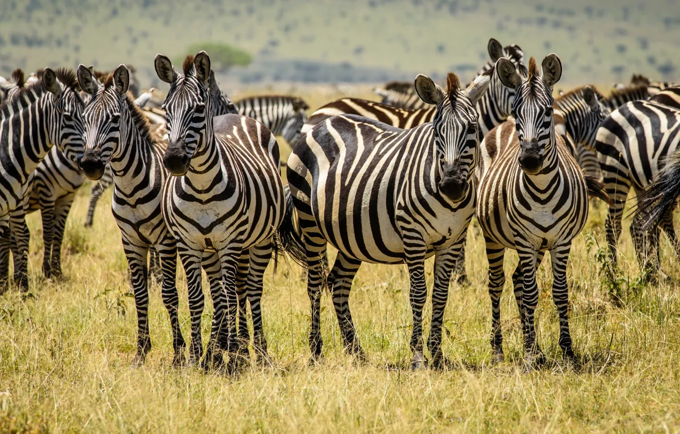Photo wallpaper field, grass, the herd, Zebra, striped