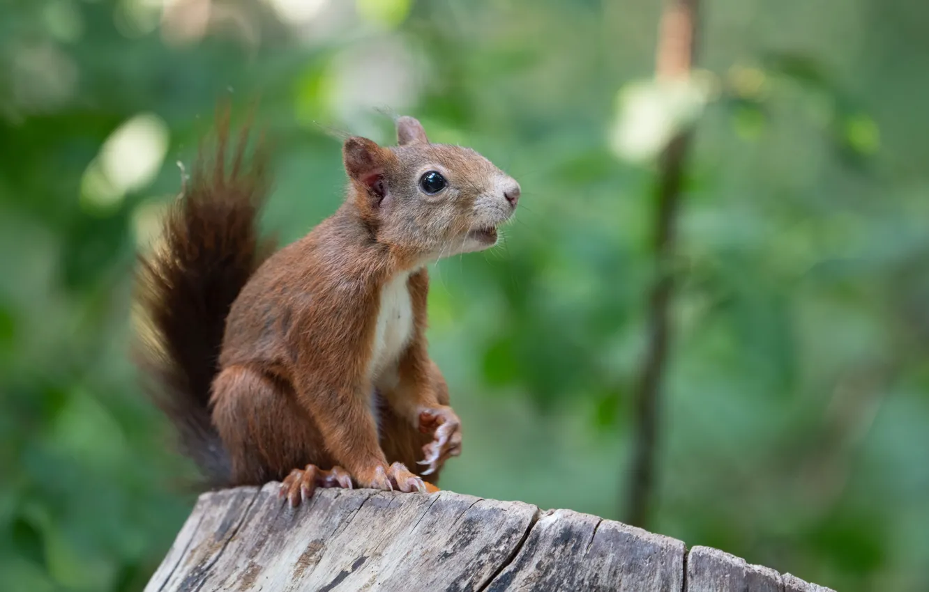 Photo wallpaper nature, animal, stump, protein, animal, rodent