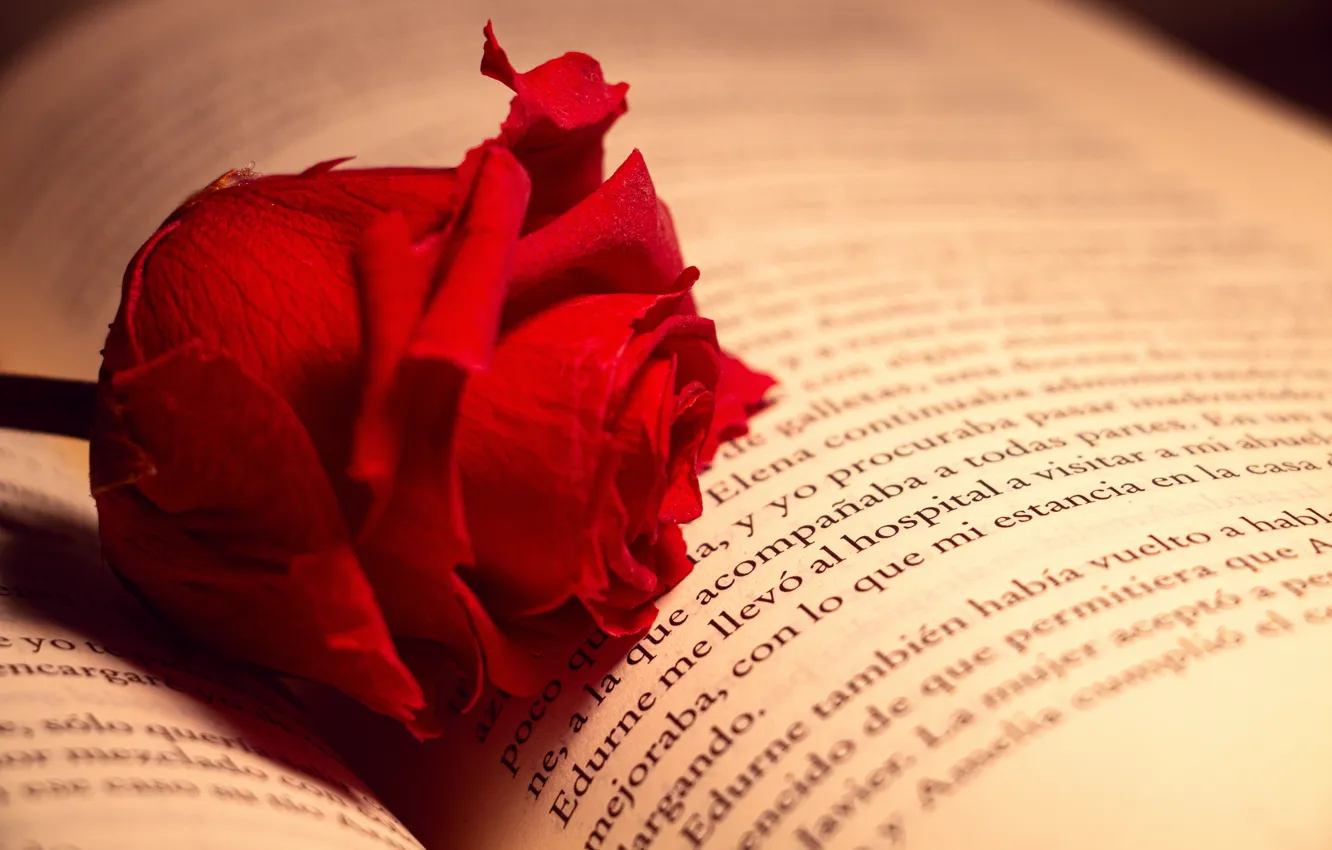 Photo wallpaper rose, book, red