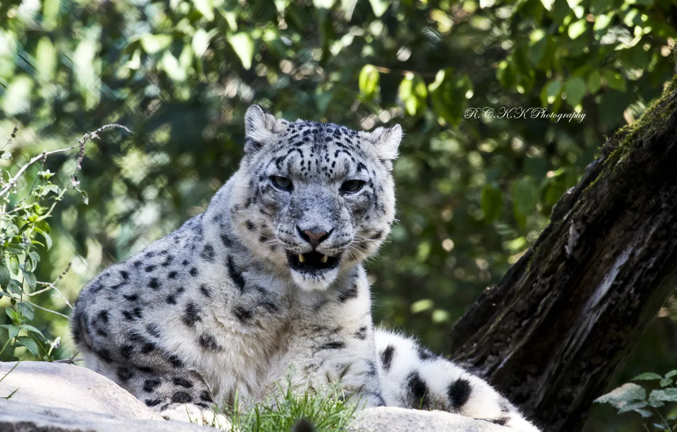 Photo wallpaper look, stones, stay, predator, IRBIS, snow leopard