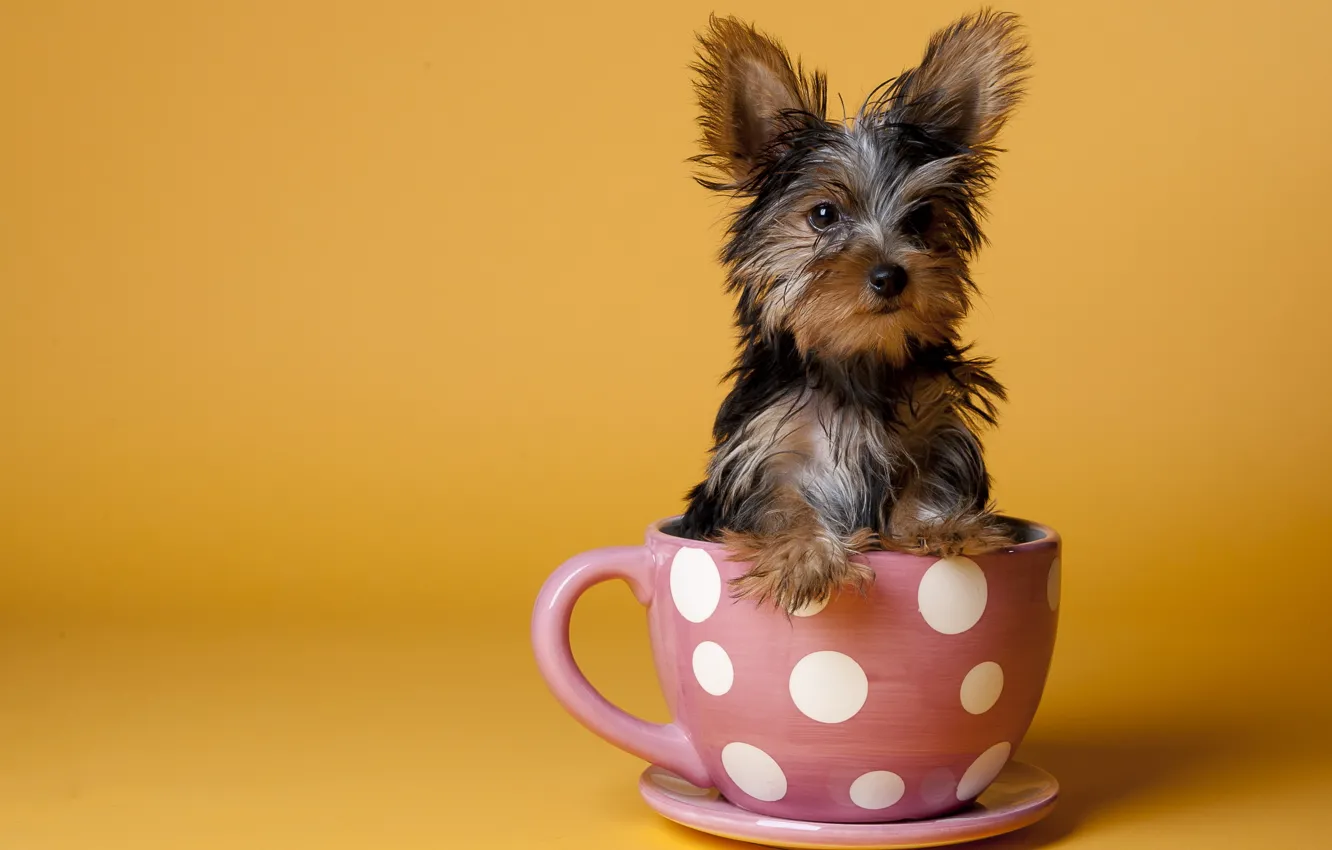 Photo wallpaper background, dog, Cup
