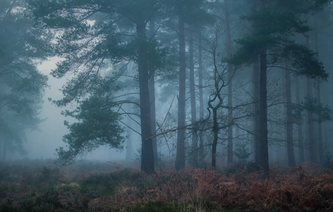 Photo wallpaper forest, morning, pine, Bor