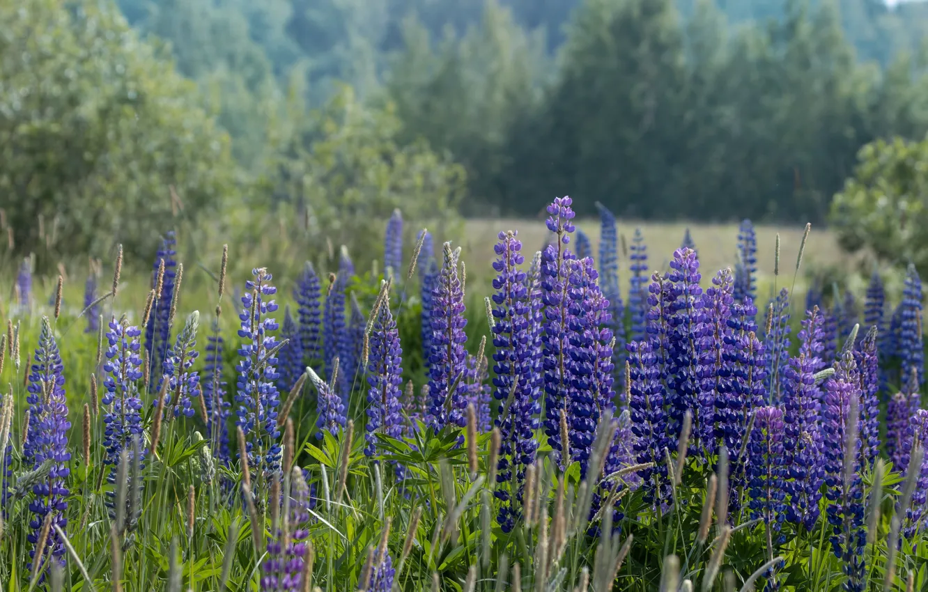 Wallpaper field flowers lupins for mobile and desktop section цветы resolution 3500x1971