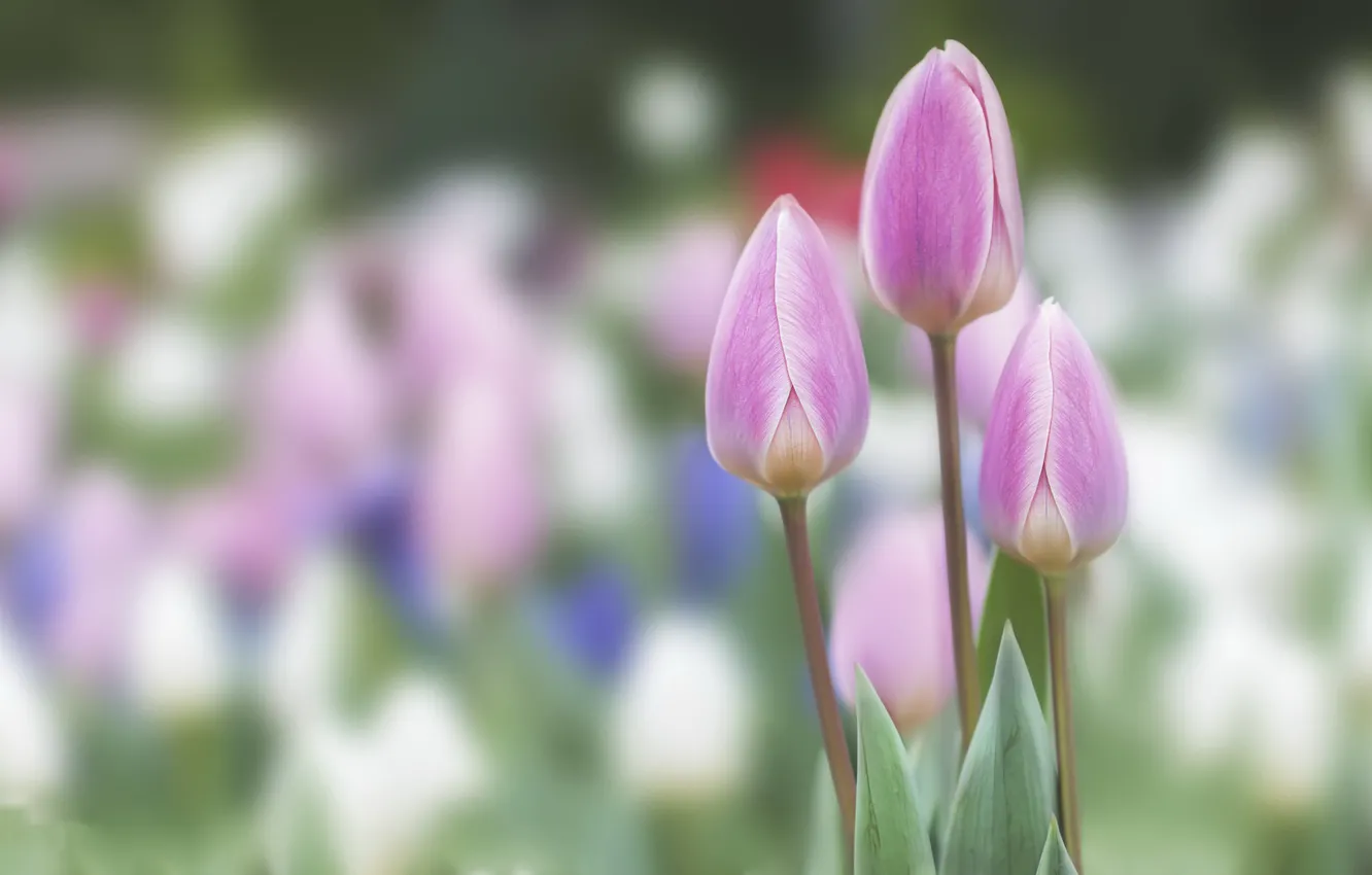 Photo wallpaper flowers, nature, spring, tulips