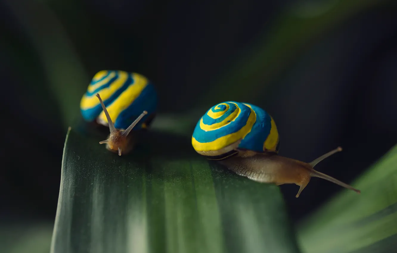 Photo wallpaper macro, sheet, snails