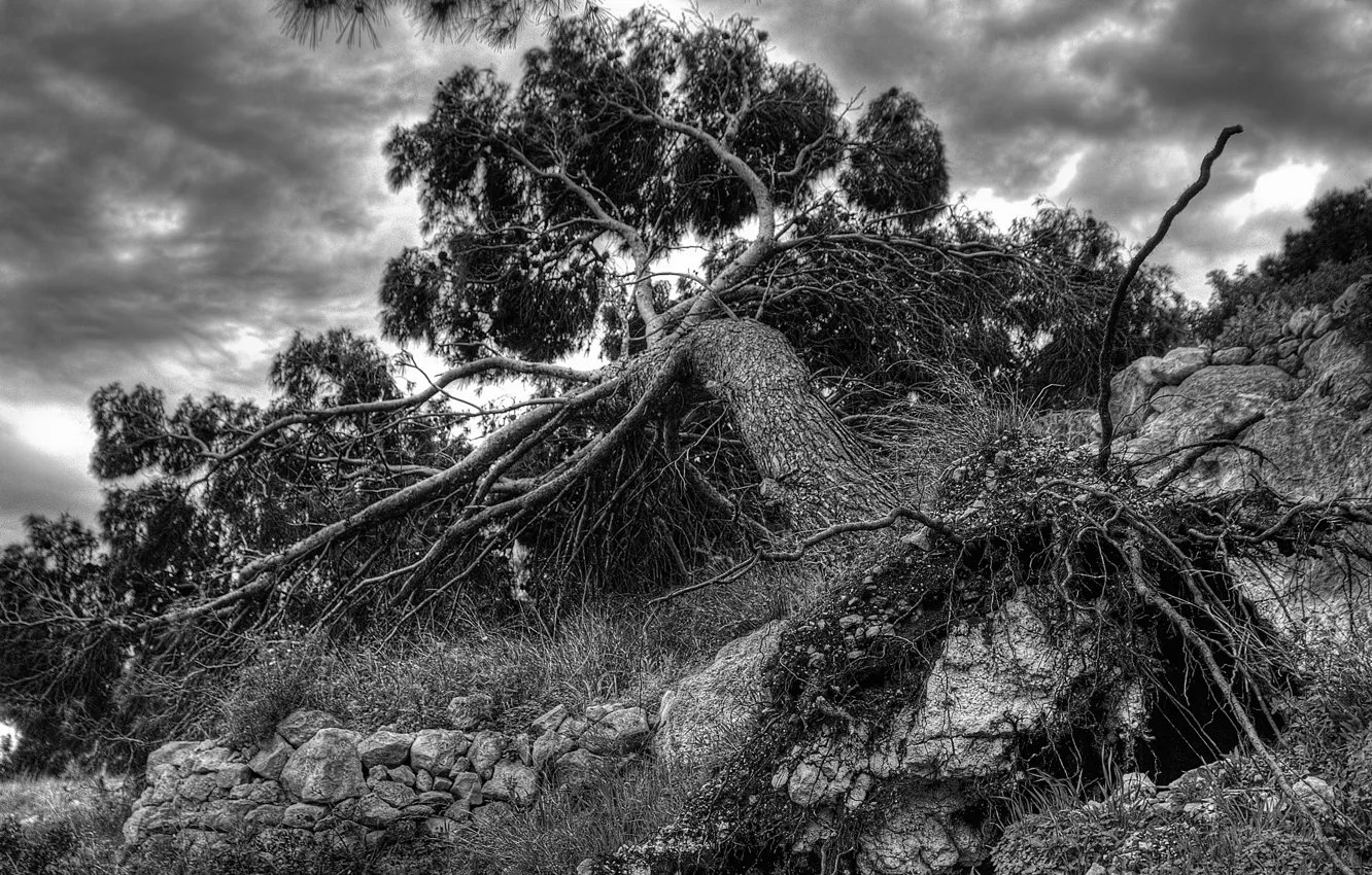 Photo wallpaper trees, roots, fallen, frame, black and white