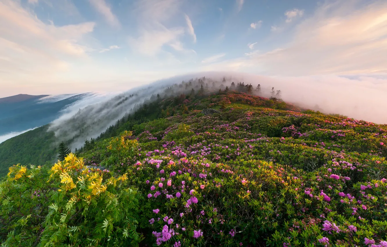 Photo wallpaper grass, flowers, mountains, fog, morning