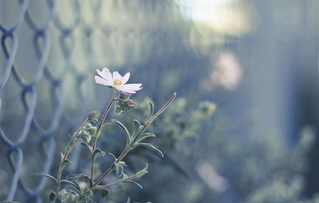 Photo wallpaper flower, pink, the fence, blur, buds