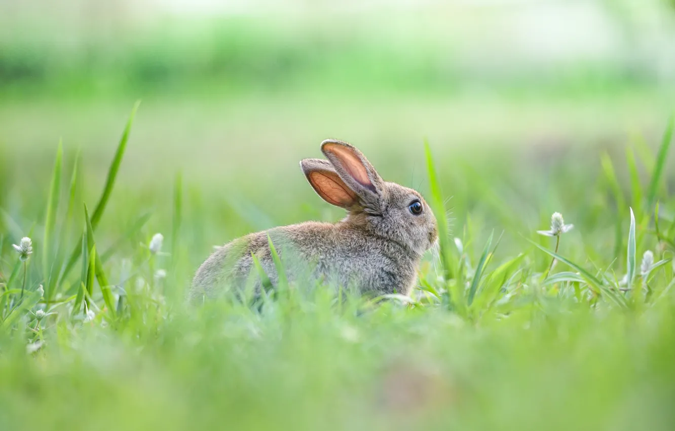 Photo wallpaper summer, grass, look, nature, grey, background, hare, blur