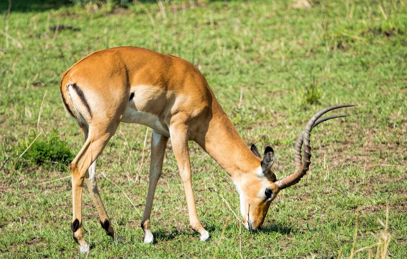 Photo wallpaper horns, antelope, grazing