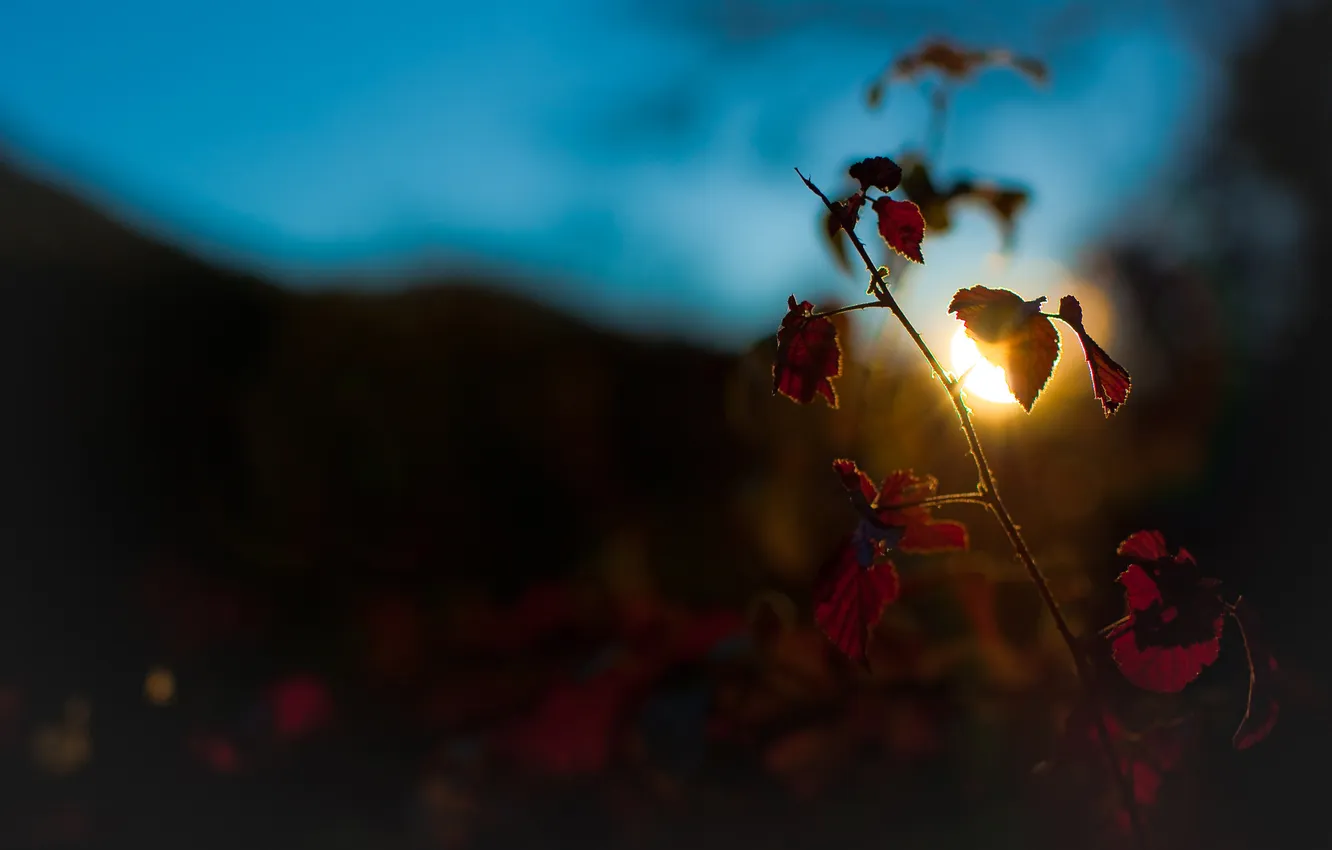 Photo wallpaper the sun, macro, nature, photo, plant, the evening, full hd