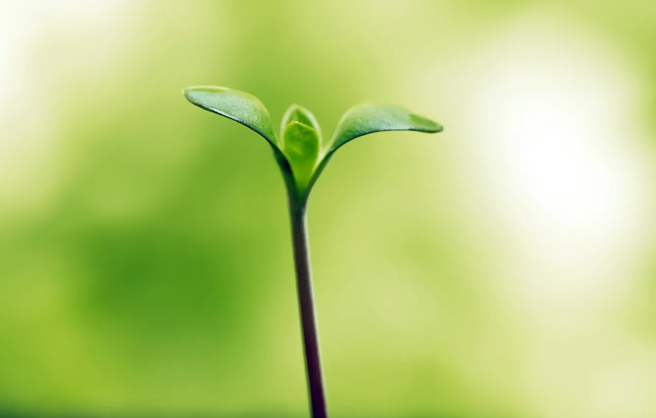 Photo wallpaper greens, leaf, hope