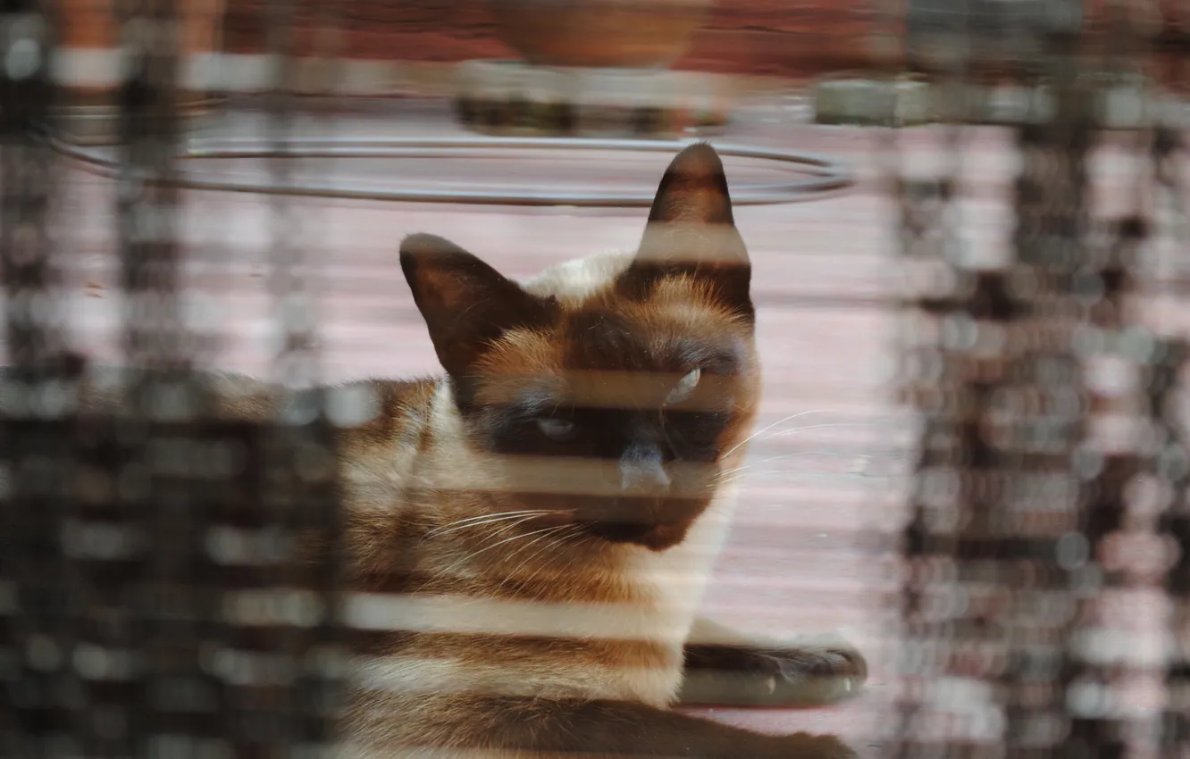 Photo wallpaper cat, look, background, Koshak, Tomcat