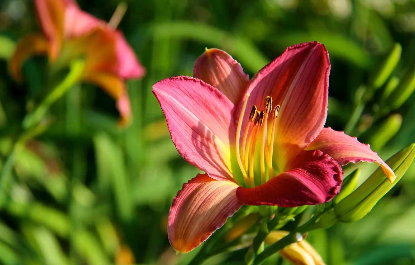 Photo wallpaper macro, Lily, petals