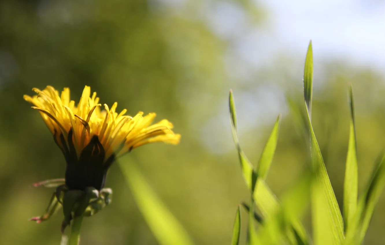 Photo wallpaper grass, yellow, dandelion, blurred background