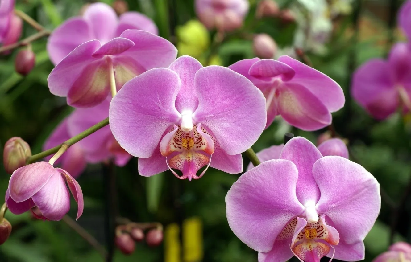 Photo wallpaper pink, Orchid, gentle