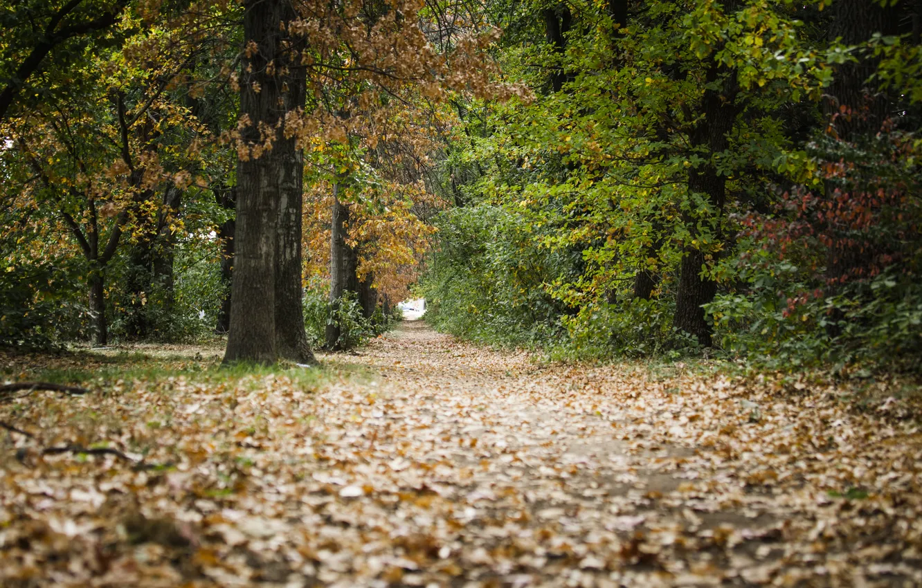 Photo wallpaper autumn, leaves, trees, Park, alley