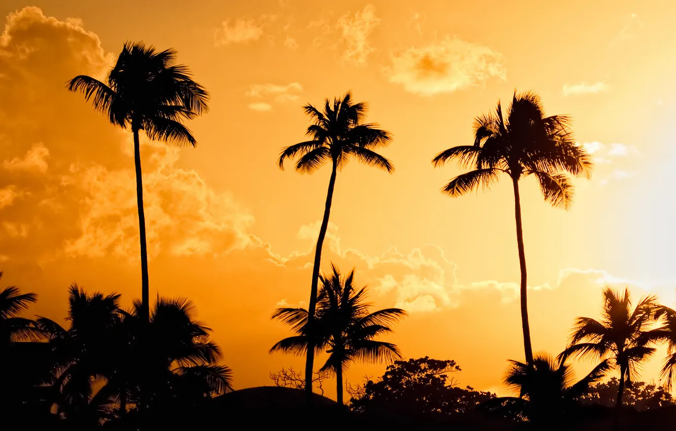 Photo wallpaper light, sunset, orange, yellow, palm trees, the evening, Puerto Rico, sunset