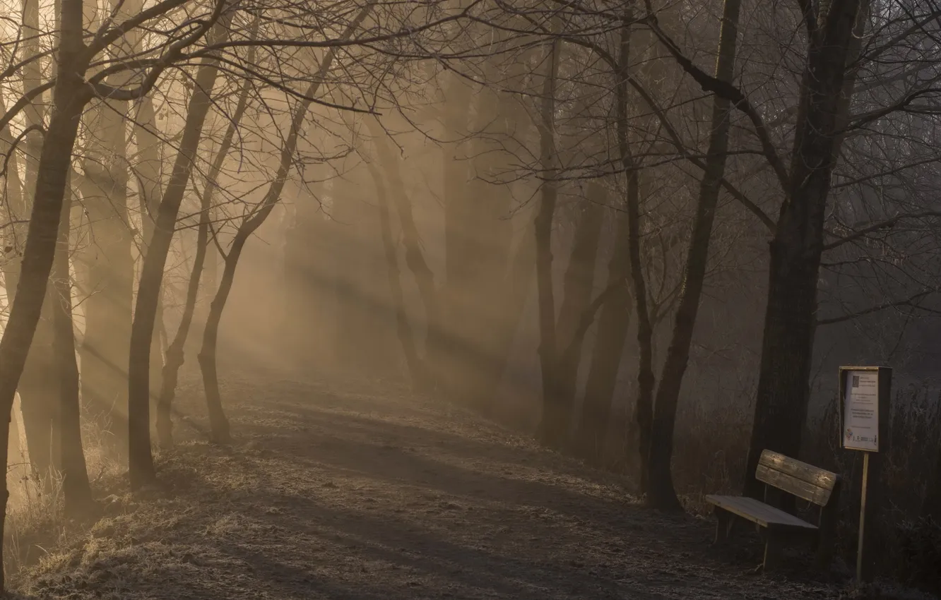 Photo wallpaper fog, Park, morning, bench