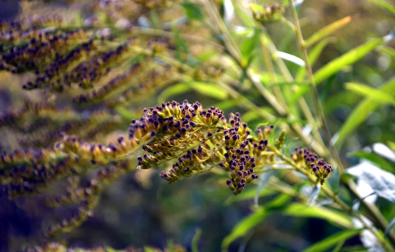 Photo wallpaper macro, plant, meadow flower