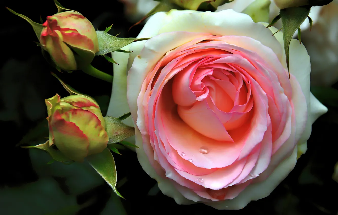 Photo wallpaper macro, roses, buds