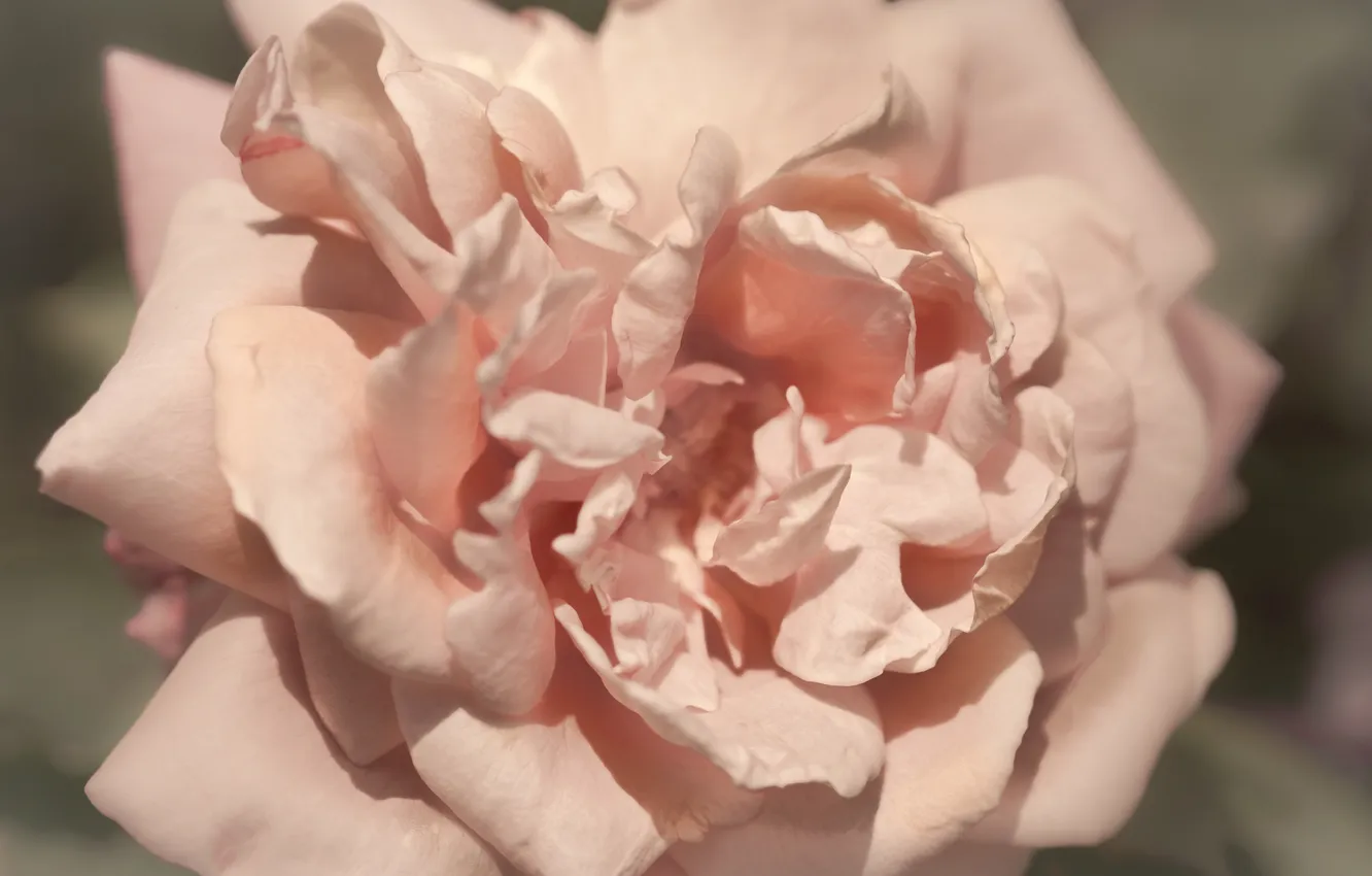 Photo wallpaper flower, pink, rose, petals