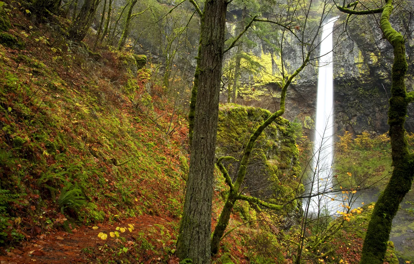Photo wallpaper autumn, leaves, trees, rock, waterfall, moss, USA, Oregon