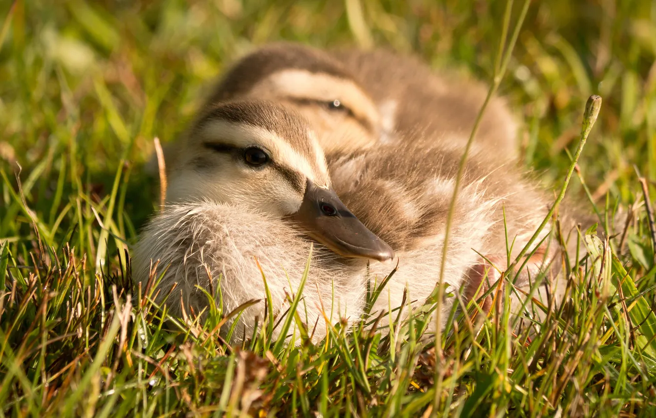 Photo wallpaper summer, nature, duck