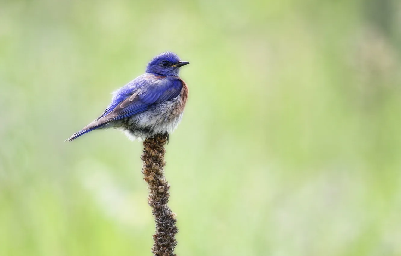 Photo wallpaper nature, bird, Western Bluebird