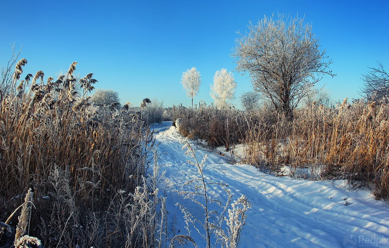 Photo wallpaper winter, snow, trees, nature, reed