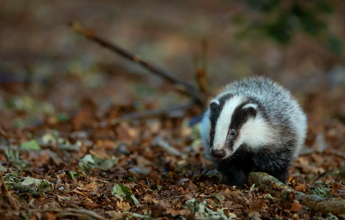 Photo wallpaper autumn, look, face, leaves, branches, nature, sneaks, bokeh