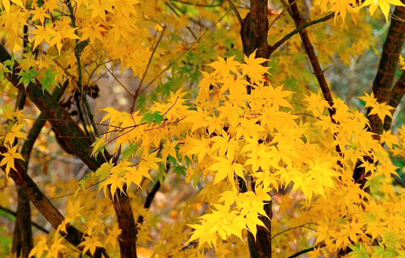 Photo wallpaper autumn, leaves, trees, branches, yellow, maple