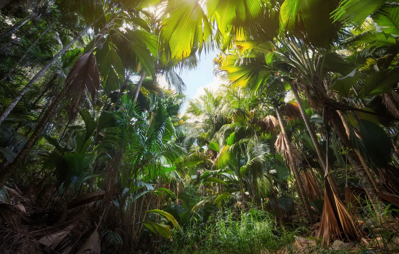 Photo wallpaper trees, palm trees, jungle