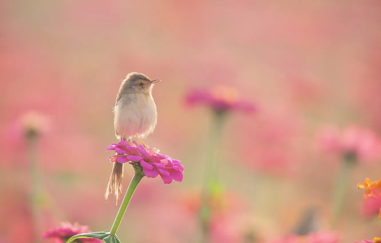 Photo wallpaper flowers, bird, flowerbed, Warbler