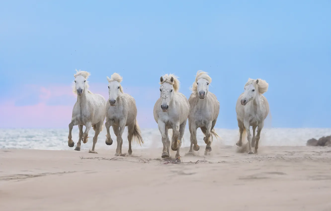 Photo wallpaper horse, shore, horse