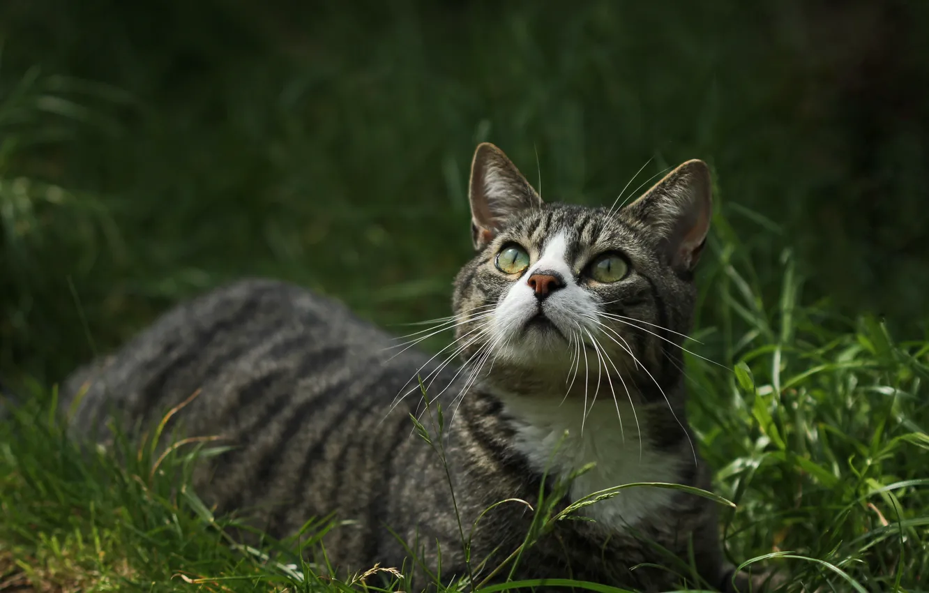 Photo wallpaper cat, grass, look, green-eyed