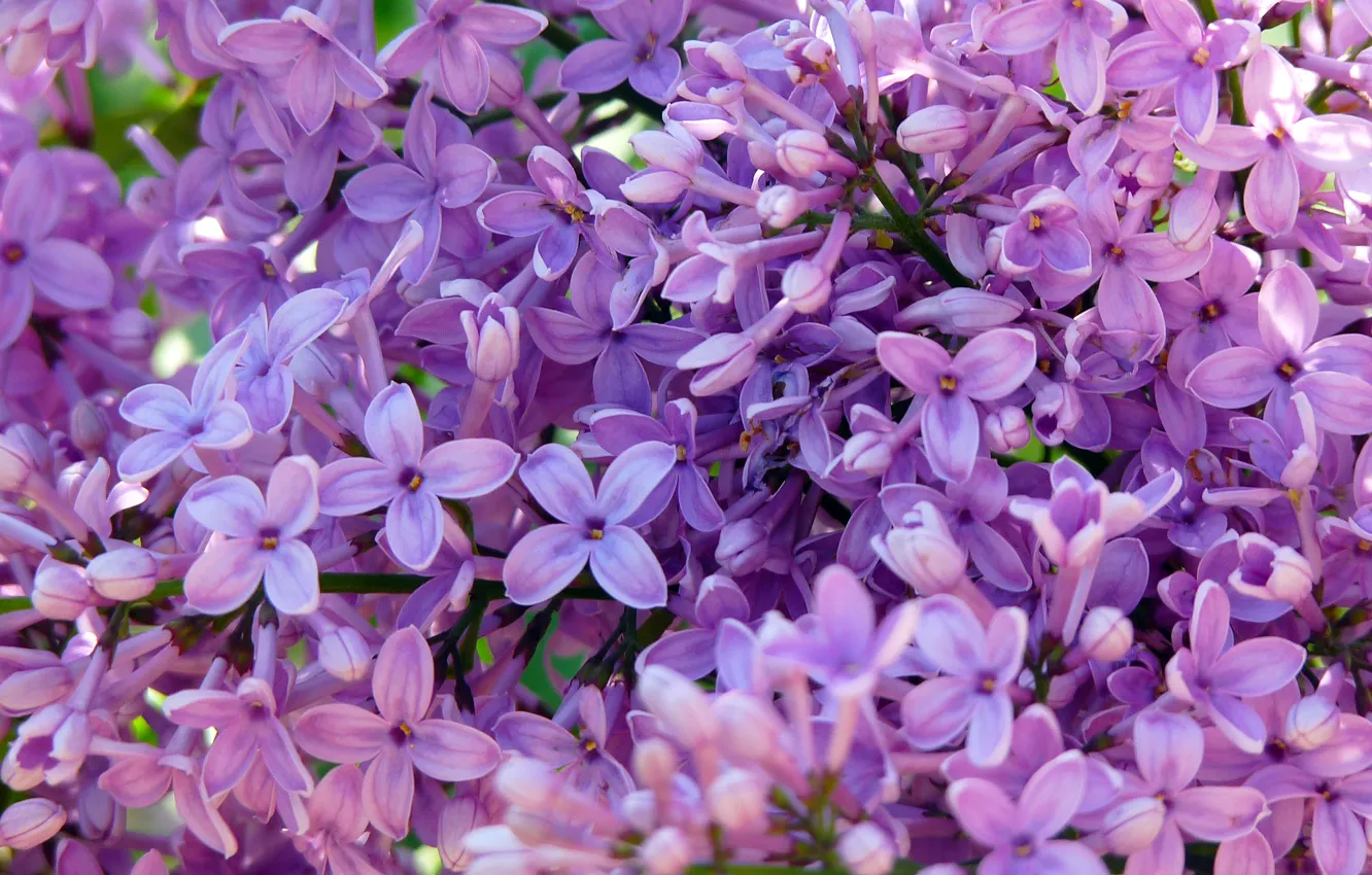 Photo wallpaper purple, green, spring, purple, lilac