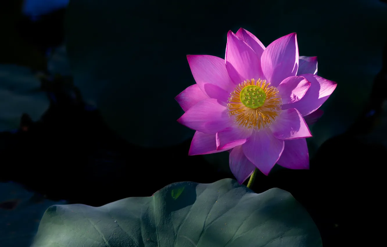Photo wallpaper leaves, petals, Lotus, the dark background