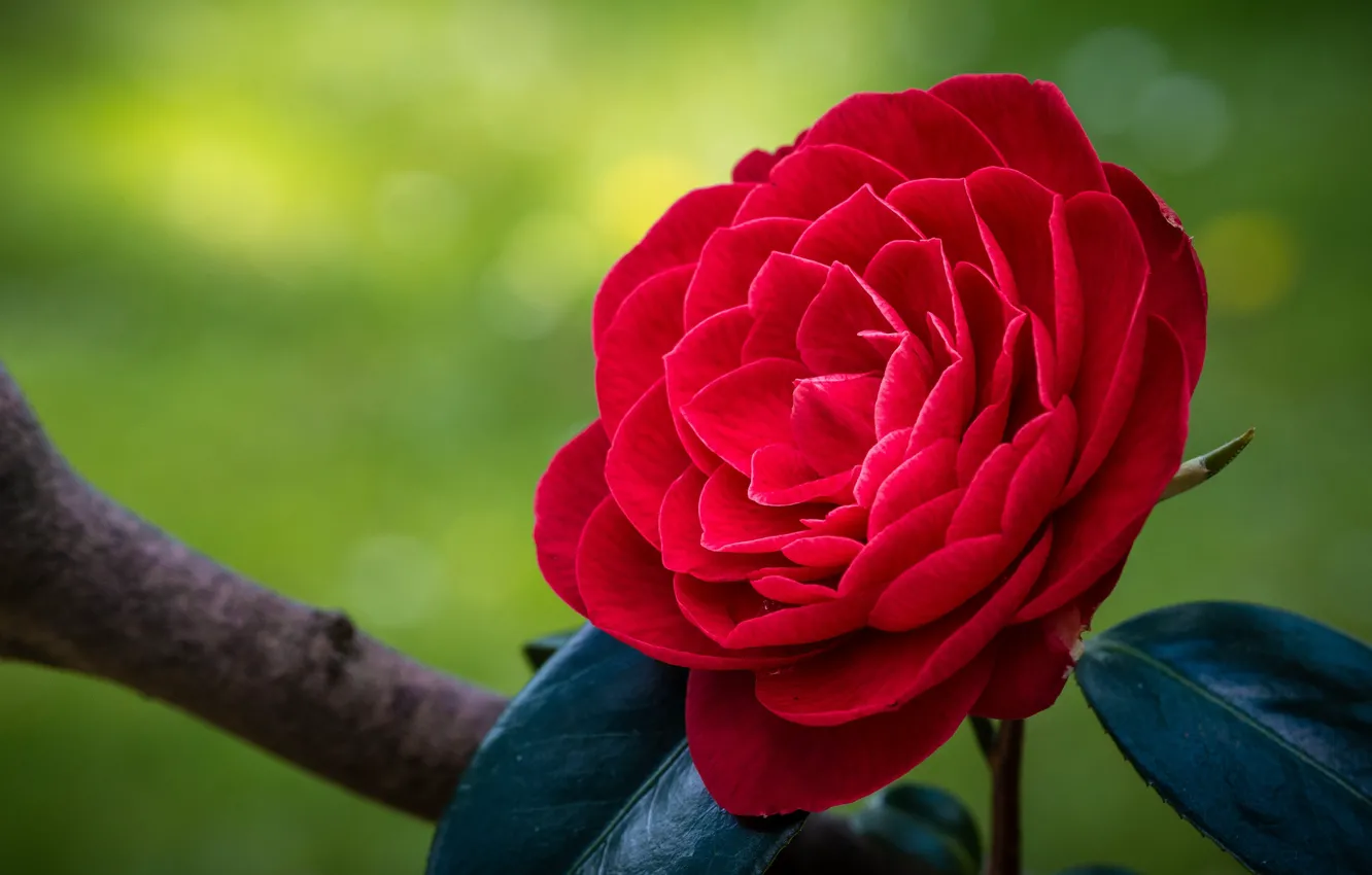 Photo wallpaper macro, red, Camellia