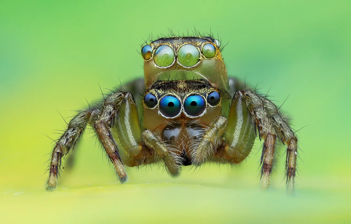 Photo wallpaper eyes, macro, background, spiders, spider, jumper, jumper, spider