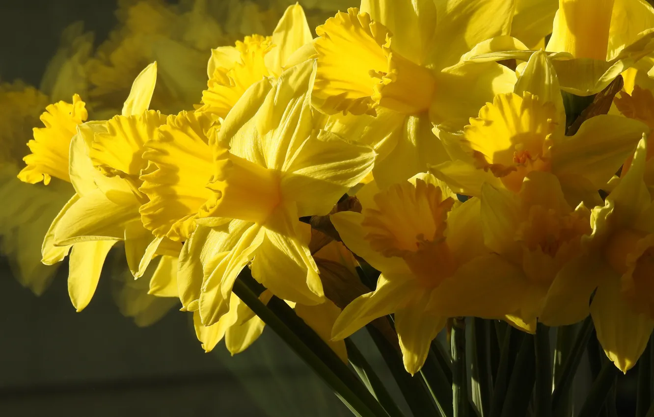 Photo wallpaper macro, yellow, bouquet, daffodils