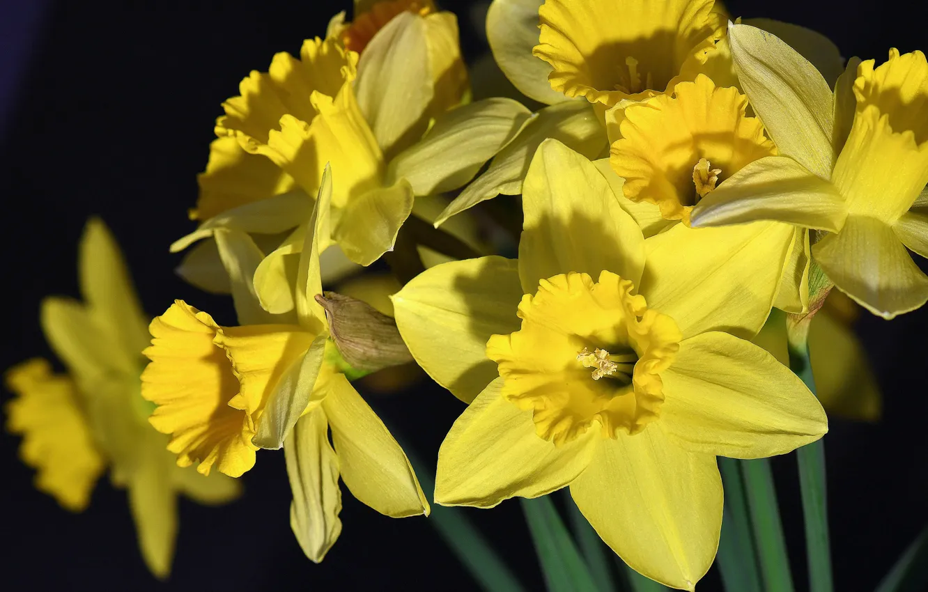Photo wallpaper macro, petals, yellow, daffodils