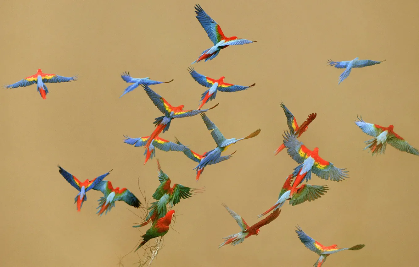Photo wallpaper the sky, flight, birds, color, parrot