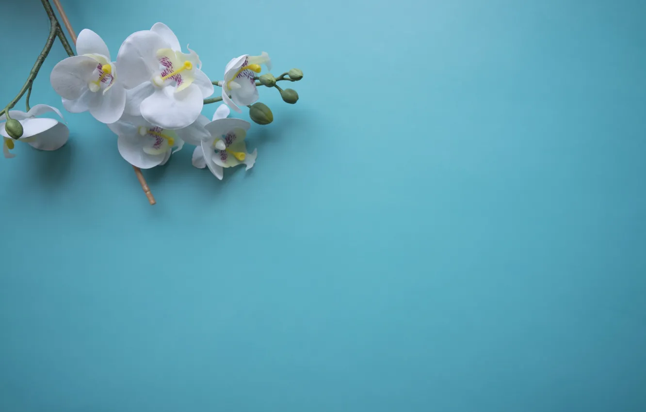 Photo wallpaper flowers, branch, Orchid, blue background