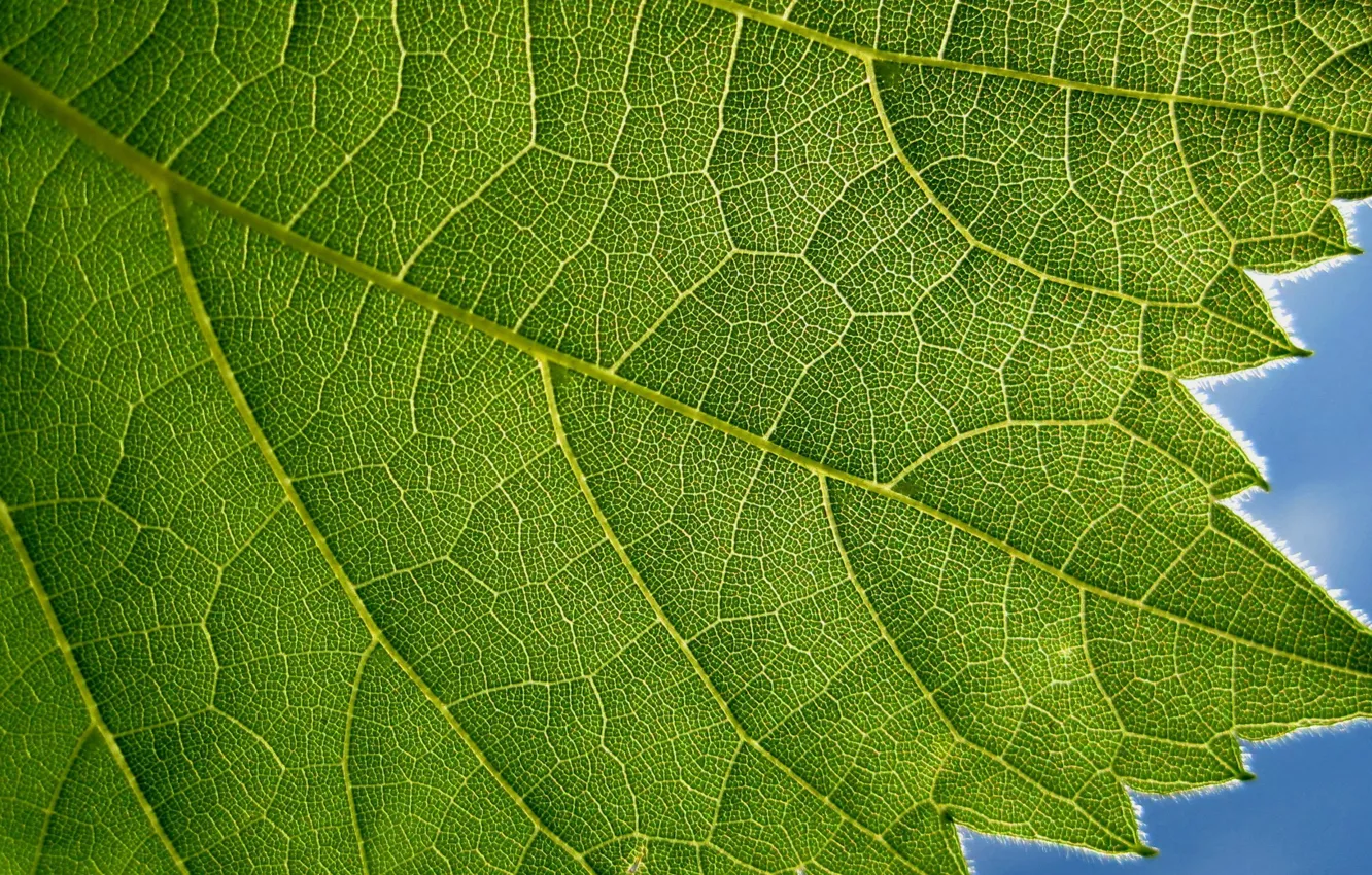 Photo wallpaper green, blue, leaf, plant