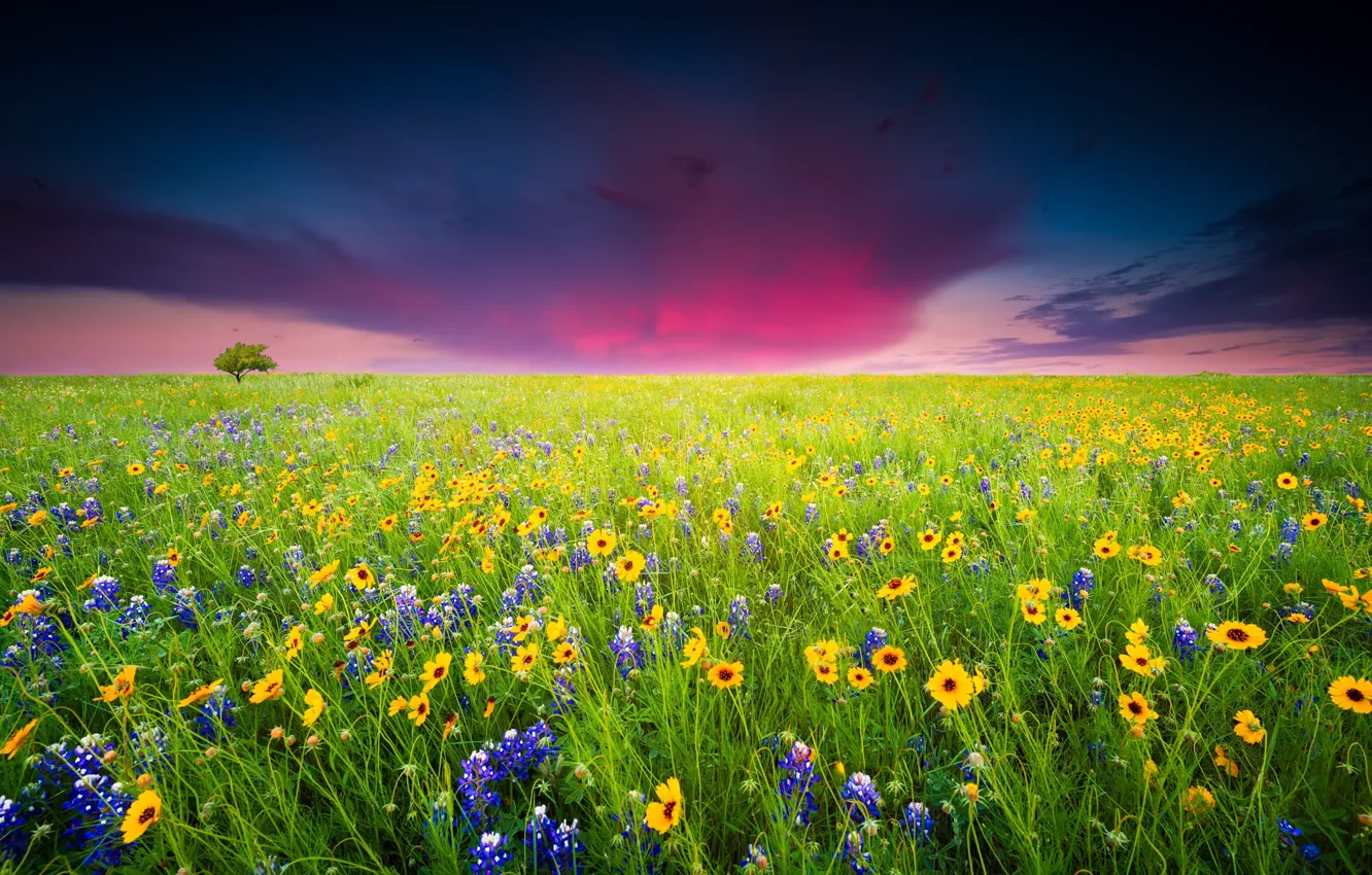 Photo wallpaper greens, field, summer, the sky, flowers, clouds, yellow, meadow