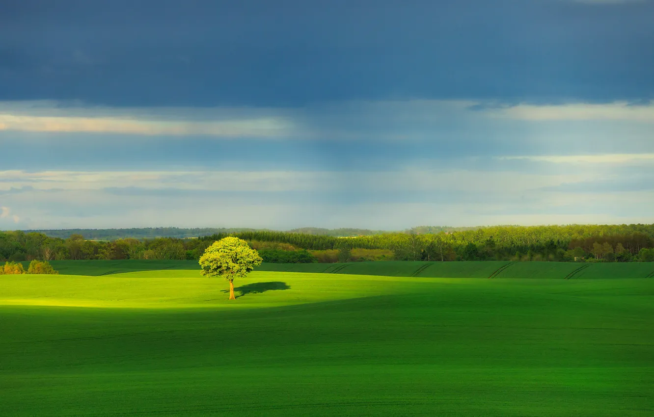 Photo wallpaper greens, field, the sky, trees