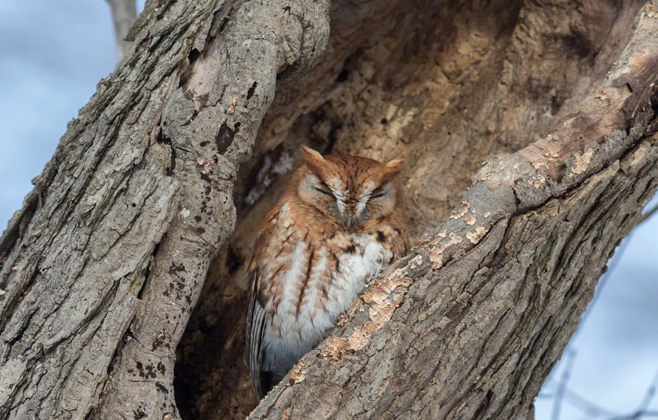 Photo wallpaper trees, owl, bird, the hollow